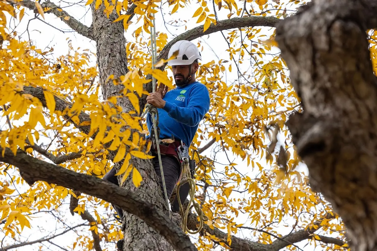 Skilled Tree Pruning crew working in Masonville