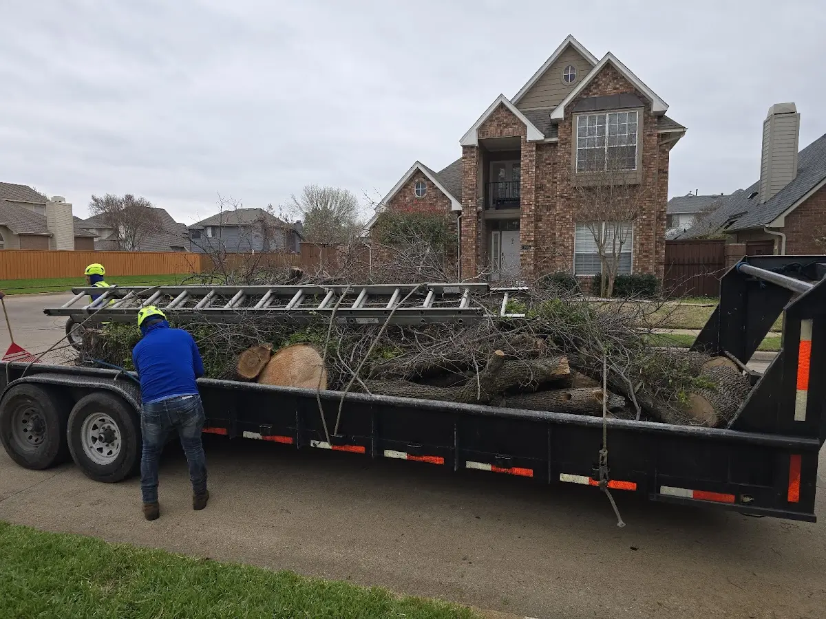 Expert Tree Removal with proper safety equipment in Masonville